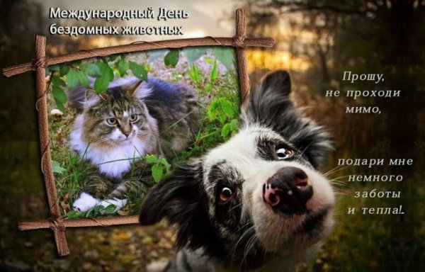 день бездомных животных