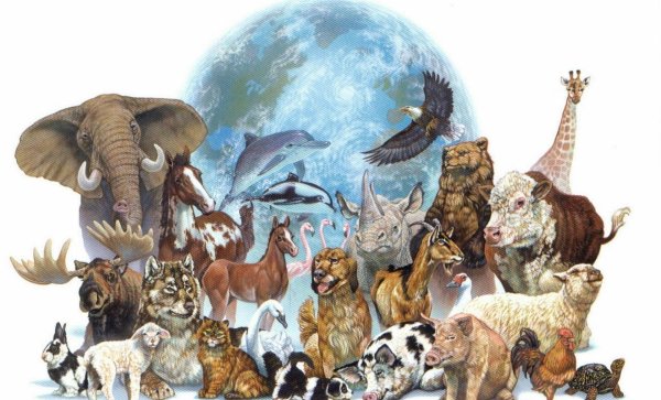 животные мир