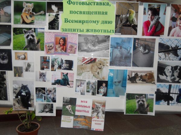 фотовыставка домашние питомцы