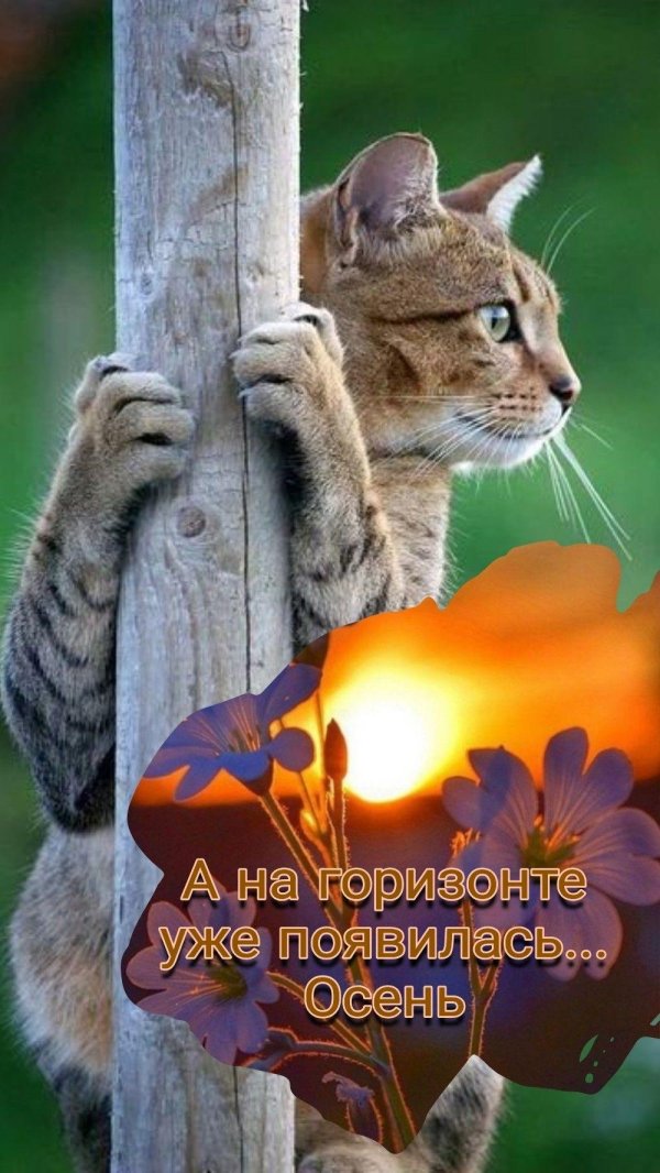 любопытная кошка