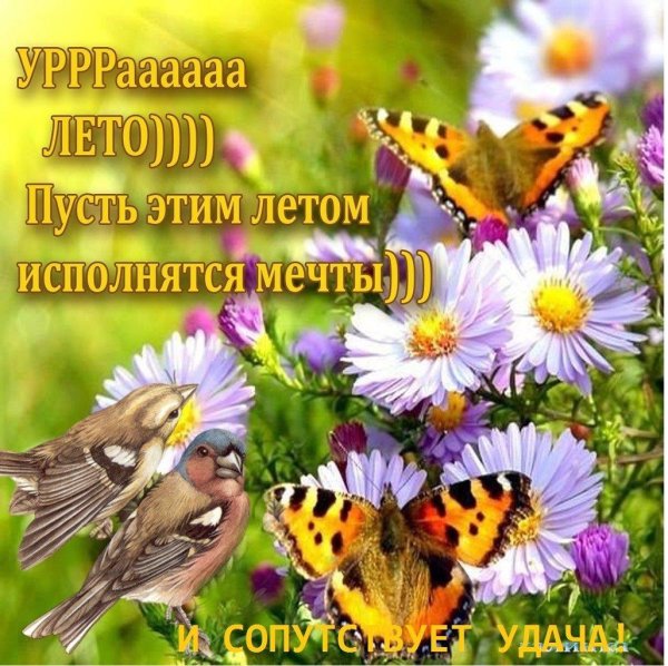 бабочка цветок