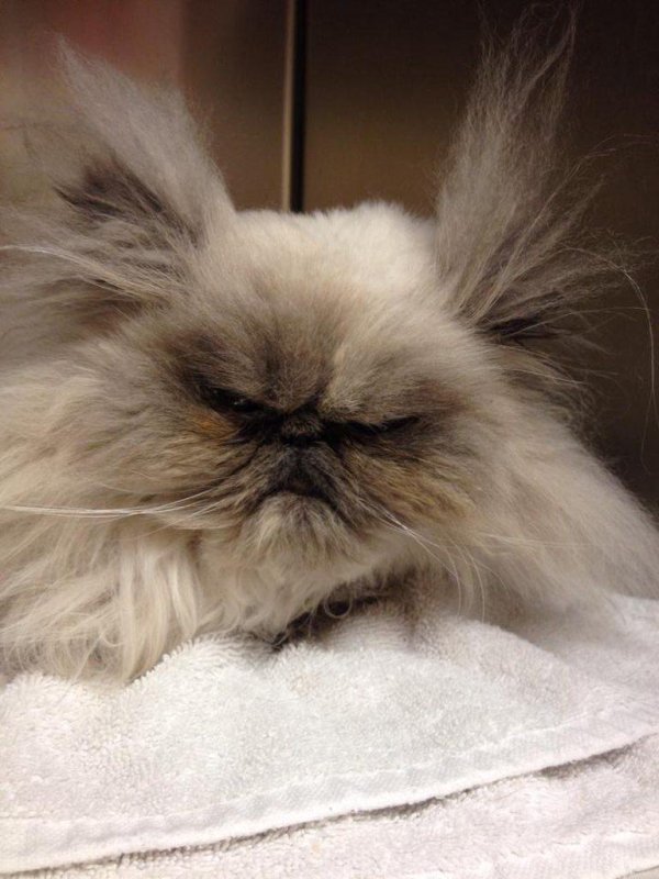 экзот кошка