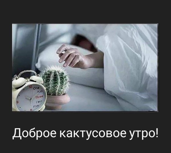 демотиваторы кактусы