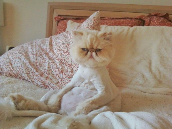 стрижка котов