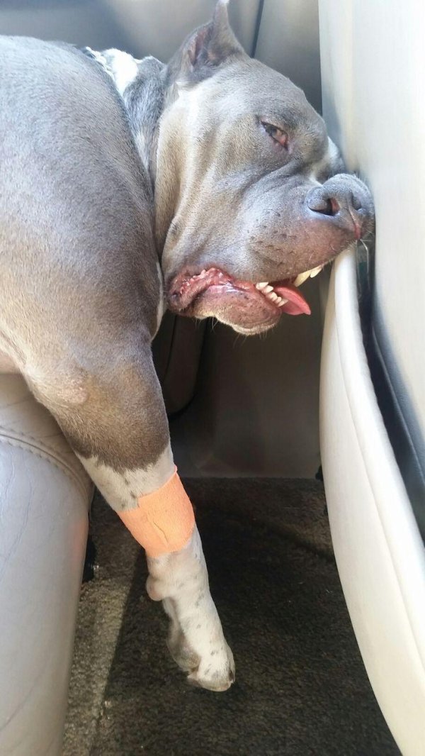 уставшие животные