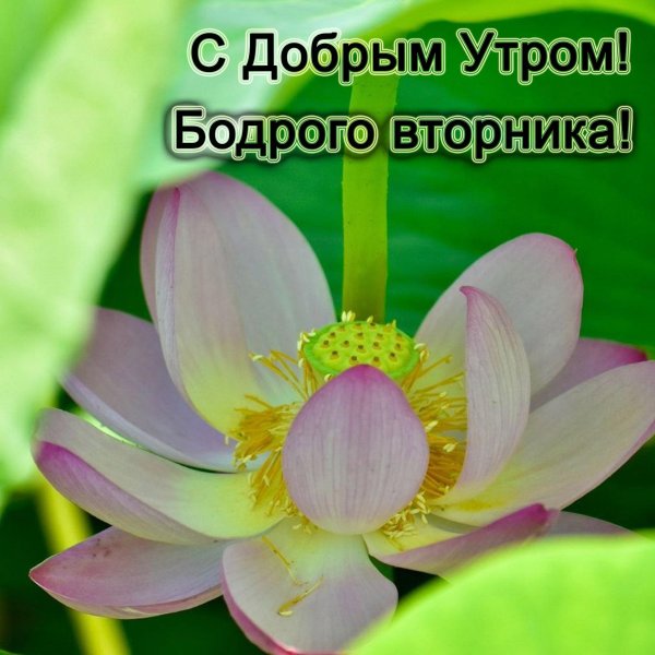орехоносный лотос