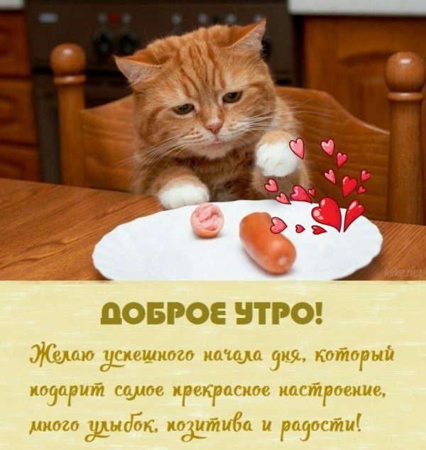 кошка сосиска