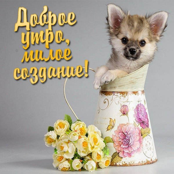 доброе утро щеночки