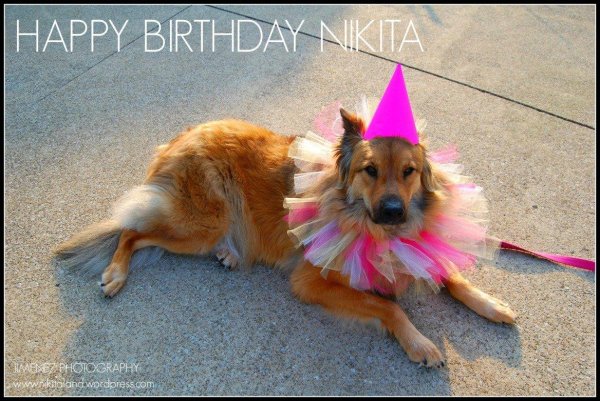 happy birthday dog
