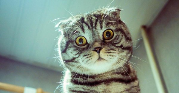 шотландская вислоухая кошка