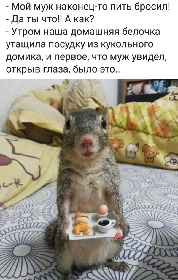 смешная белка