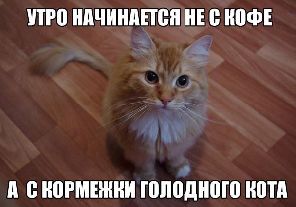 мемы с котиками
