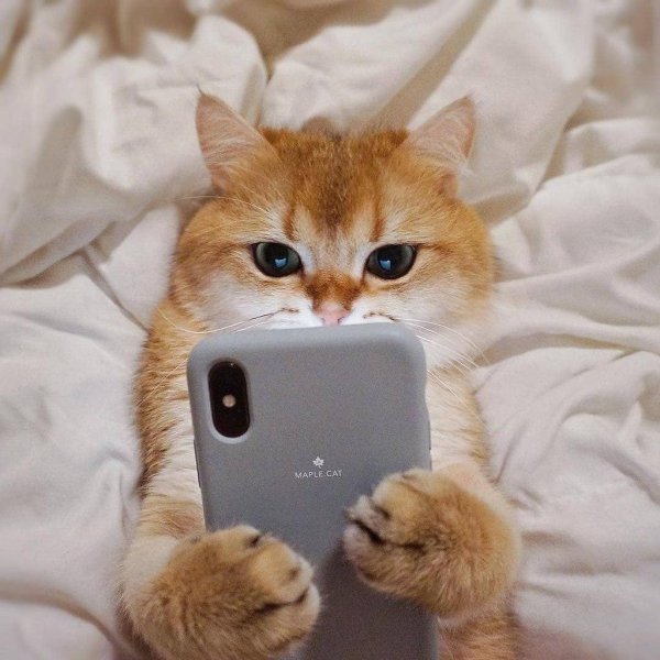 кот с айфоном