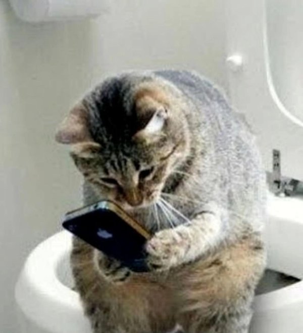 котик на унитазе