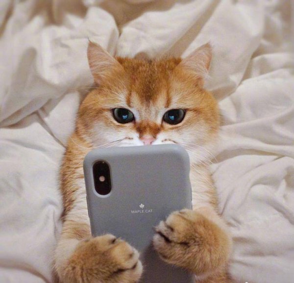 милая котик