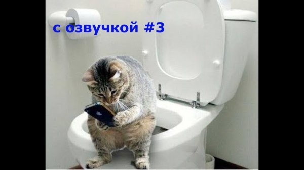 кошка на унитазе