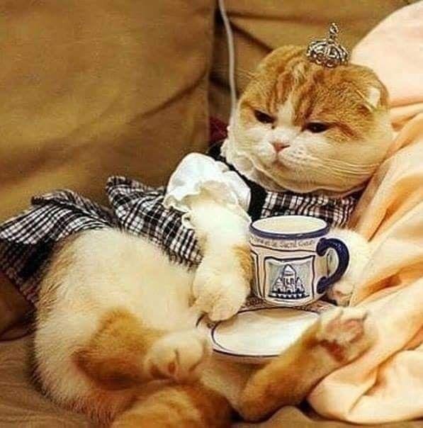 милые котики смешные