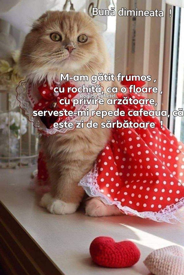 кошка с бантом