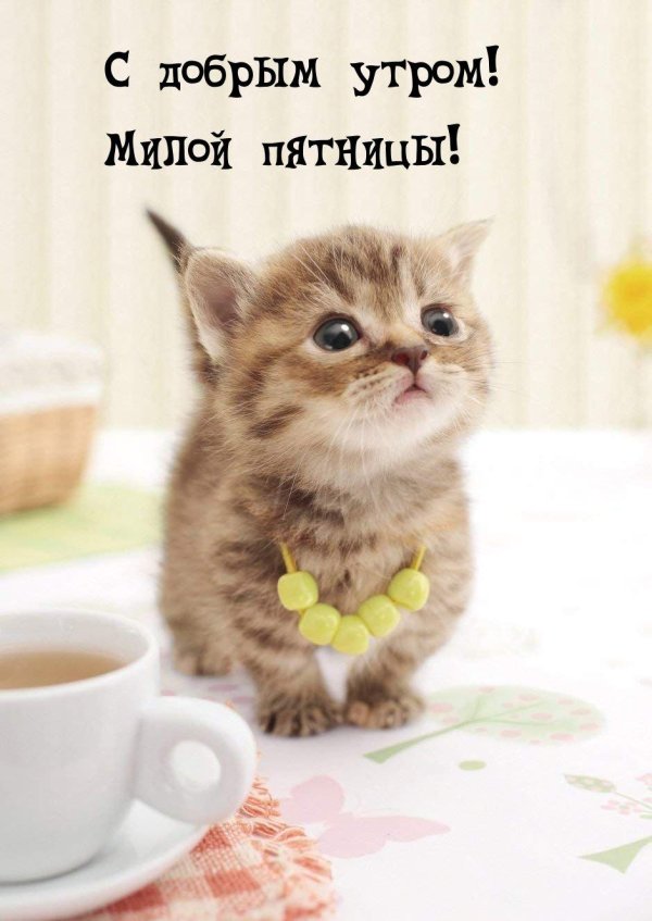 добрейшего утра пятницы