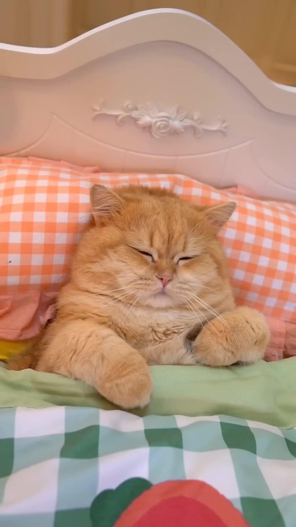 милая котик