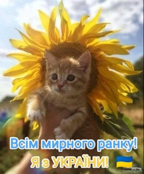 котёнок и солнышко