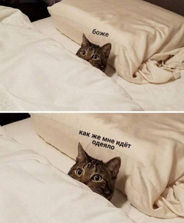 кот под одеялом