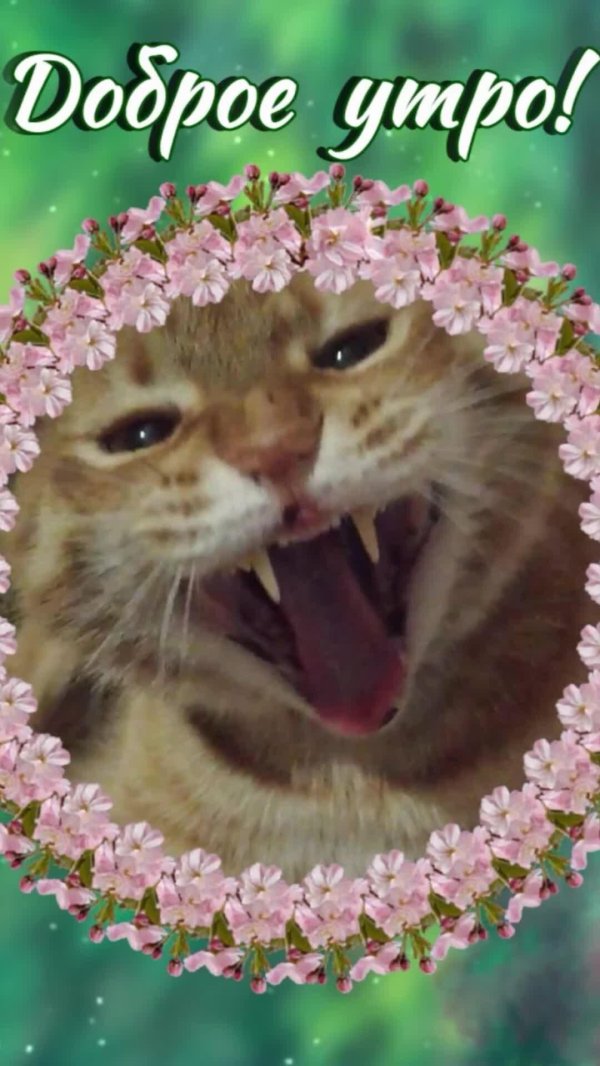 кошка доброе утро