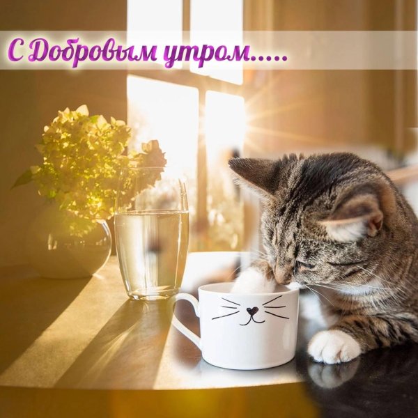 Доброе утро с кошками