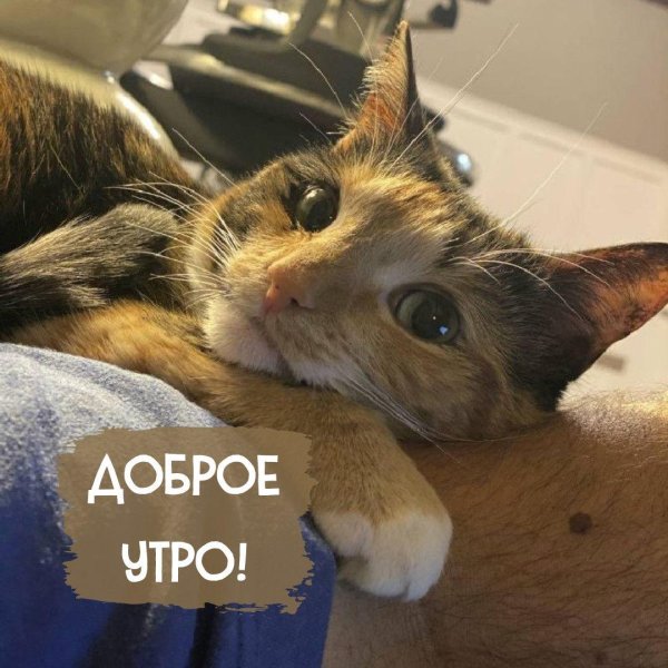 доброе утро котики прикольные