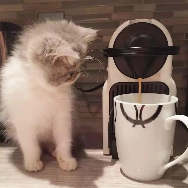 персидские котики