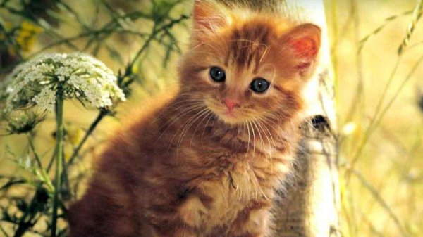 рыжие котята