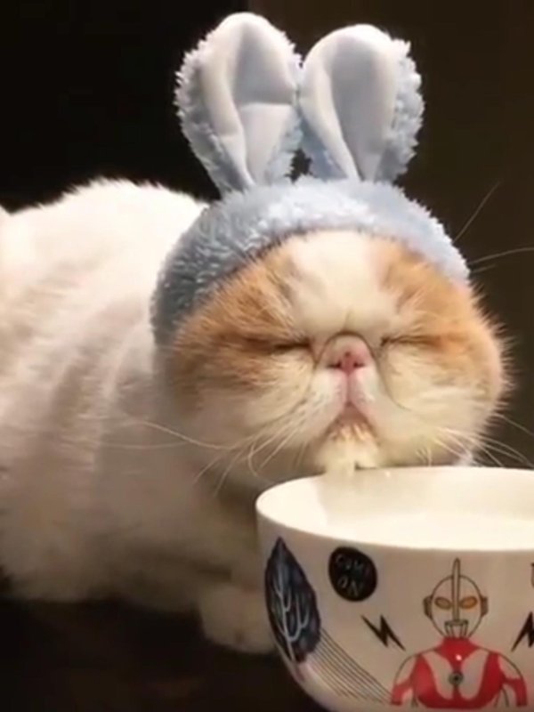 утренние коты