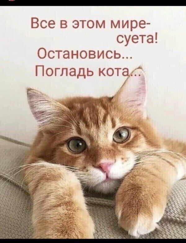 все в этом мире суета остановись погладь кота
