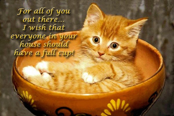 рыжие котята