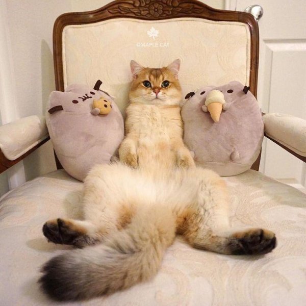 забавные кошки