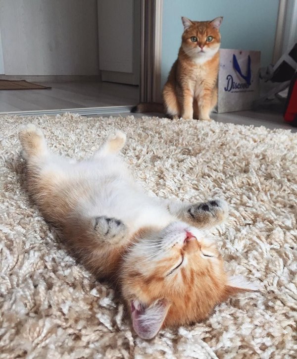 забавные кошки