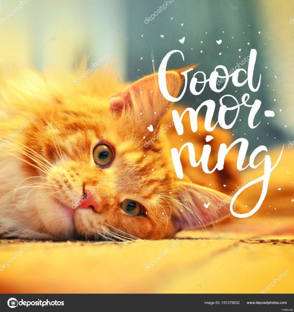 доброе утро рыжая