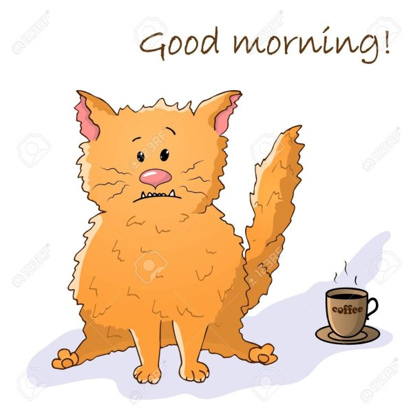 утренние коты