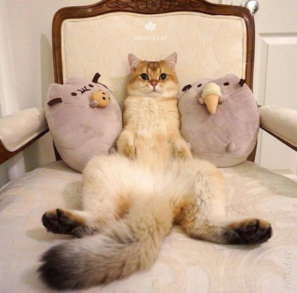 забавные кошки