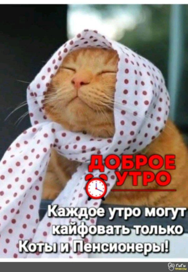 кот утро