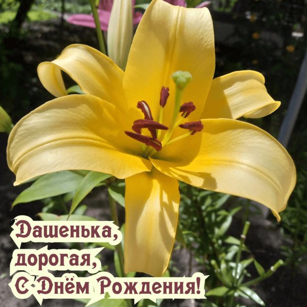 лилии желтые