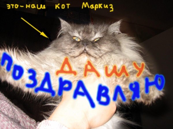 персидская длинношерстная шиншилла