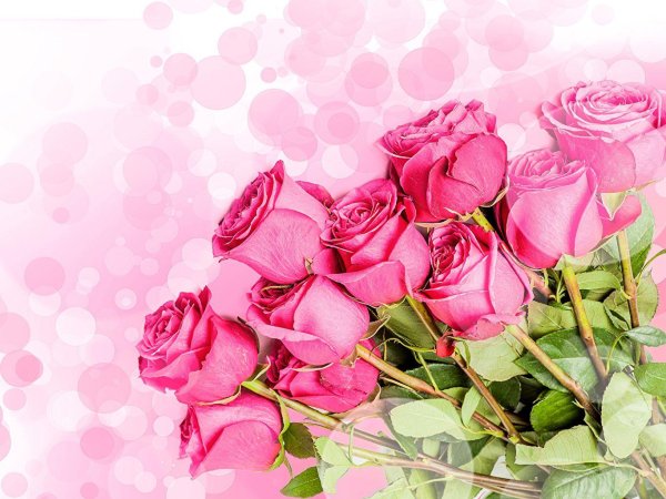 розовые розы открытка