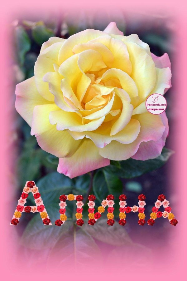 розы чайно гибридные глория