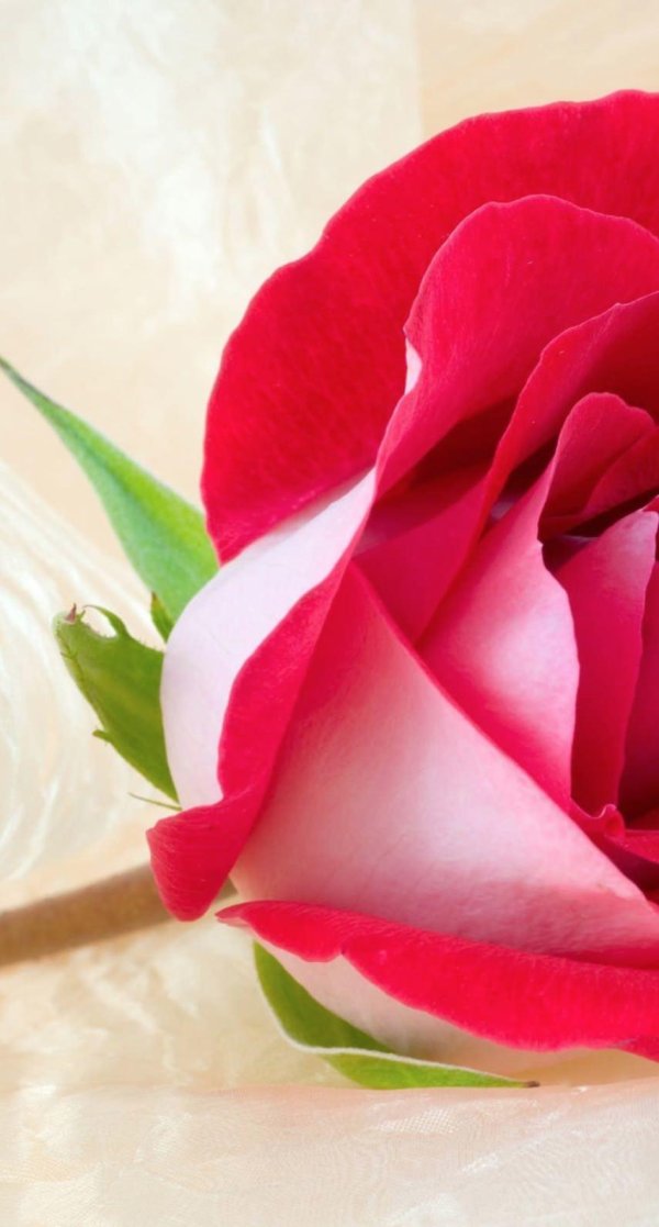 цветок розы