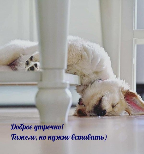 Доброе утро собаки
