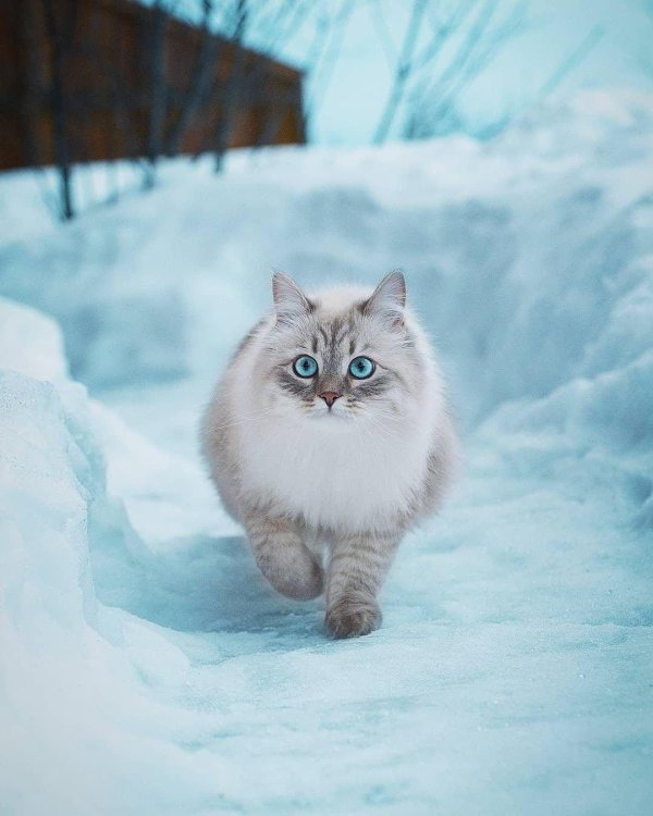 Доброе утро зимние с кошками