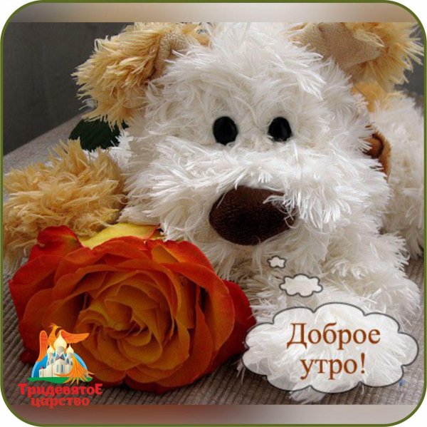 Доброе утро пушистик