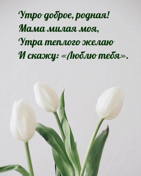 белые тюльпаны