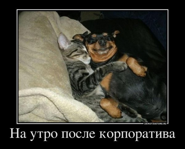 животные с юмором